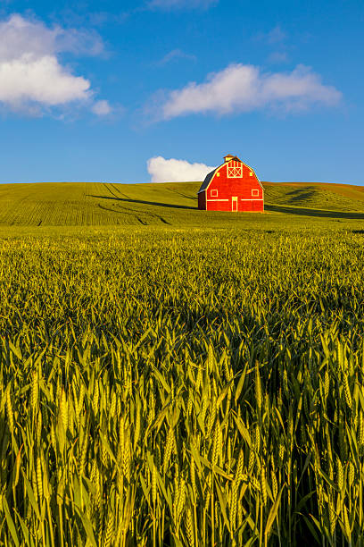 Red barn on a beautiful spring day in the Palouse