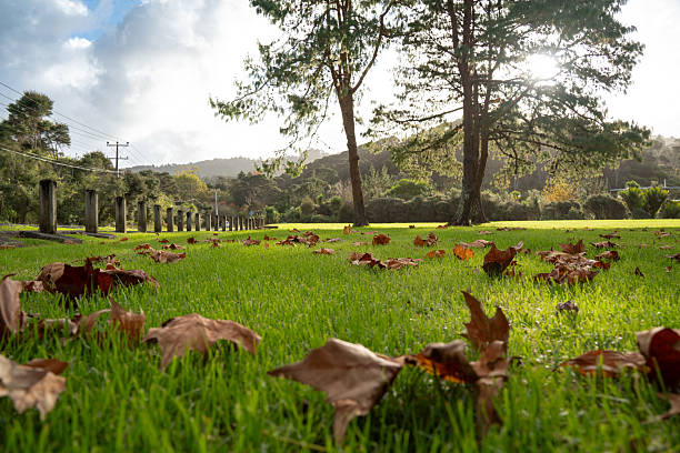Withered fallen leaves on the grass of a park in Titirangi, Auckland