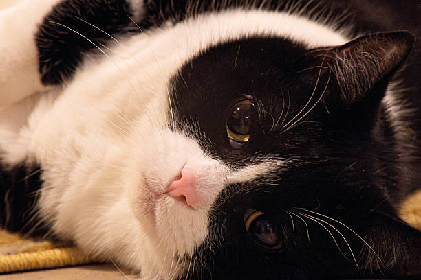 A domestic Tuxedo cat relaxing on the carpet looking into the camera