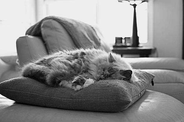 Cat curled up on a pillow.   Grey and white cat.   White paws.   Black and white photograph.