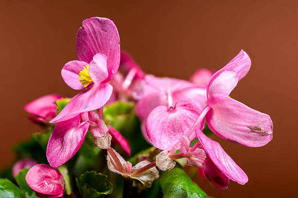 Several soft pink begonia flowers with bright yellow centers and subtle veining are set against a warm, earthy brown background, showcasing their delicate petals and fresh green leaves