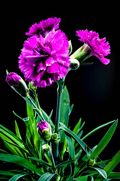 istock Pink carnation flowers with water droplets black background 2213284479