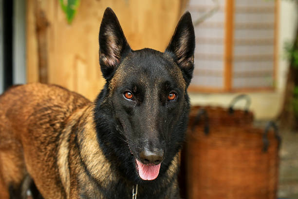 Smart male Belgian Malinois Dog Breed