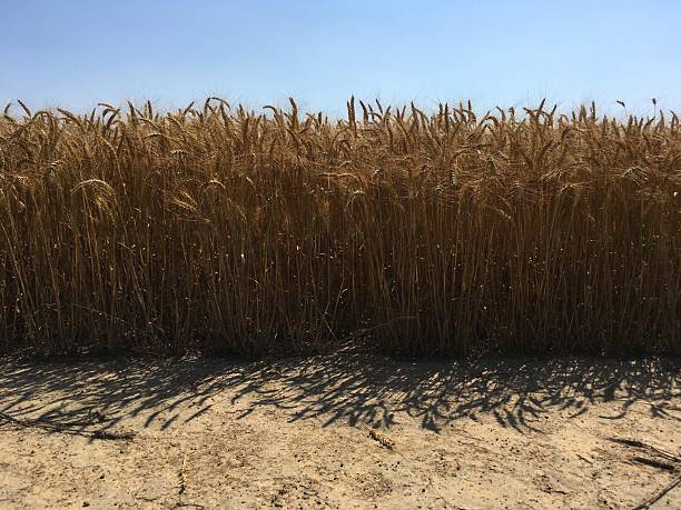 istock Side view of wheat crop ready for harvesting with blue sky and copy space on ground. 2213286527