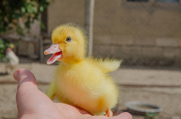 Small yellow goose on hand, goose chick. High quality photo