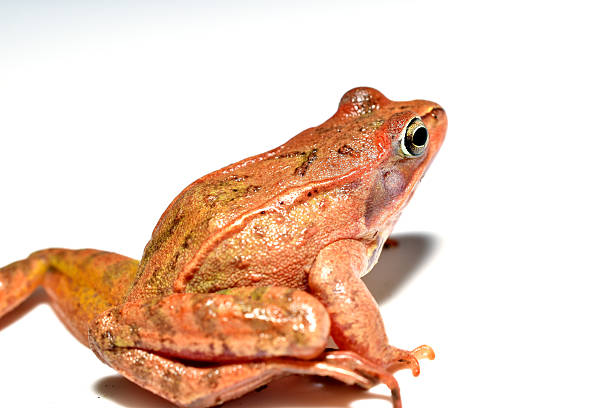 Japanese tree frogs, found in rice fields and grassy areas, have the amazing skill of being able to change the color of their bodies. They often change the color of their bodies to match their surroundings, for example being green when they are resting on grass. They have round suction cups on all of their fingertips, which makes them good at climbing trees. They also have the special skill of being able to stick to window glass.\nThey can change the color of their backs to match their surroundings and background.
