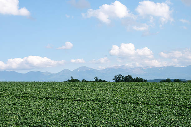 istock Green soybean fields and mountain ranges in summer, Tokachidake mountain range 2213291854