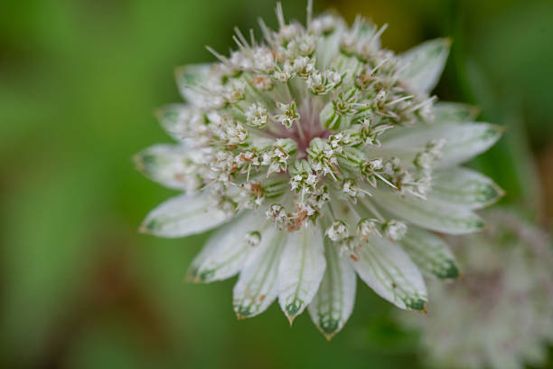 Light purple astrantia in full bloom in a summer garden