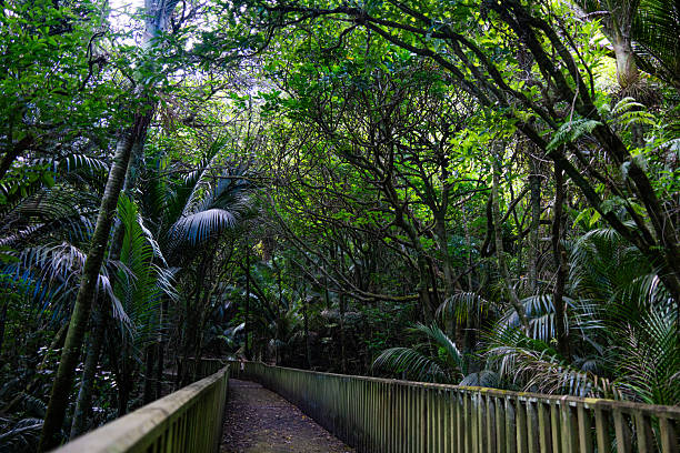 istock Concrete path in New Zealand forest 2213294988