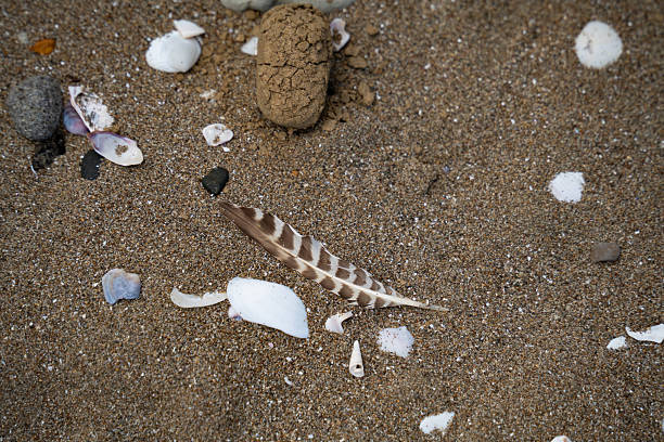 Sand with shells, seaweed and seeds on the beach in Titirangi, Auckland