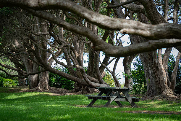 Bench in Auckland park on a green lawn under the branches of huge trees