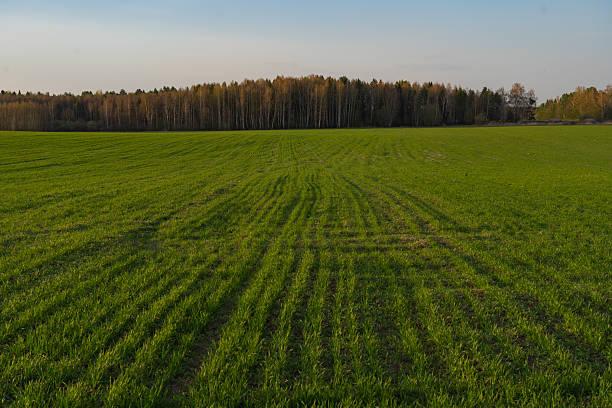 istock summer landscape, field with green grass and horizon 2213296193