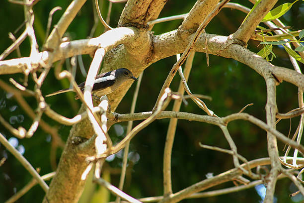 istock A bird is looking for prey in a tree. 2213296503