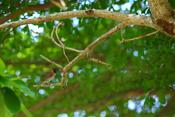 istock A bird is looking for prey in a tree. 2213296722