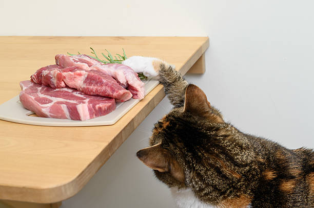 Cat smells raw meat, diet and nutrition for cats