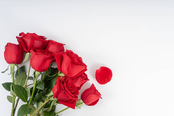 istock Red Roses isolated on white background. 2213299423
