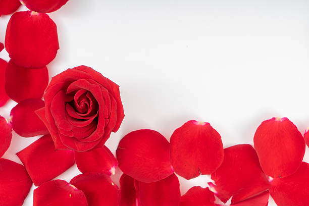 istock Red roses and rose petals isolated white background. 2213299496