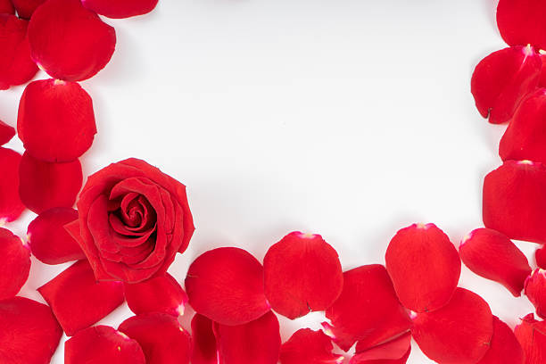 Two Small Red Roses & Reflections.