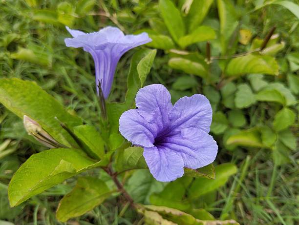 istock Popping pod (Ruellia tuberosa) isolated on white background 2213300597
