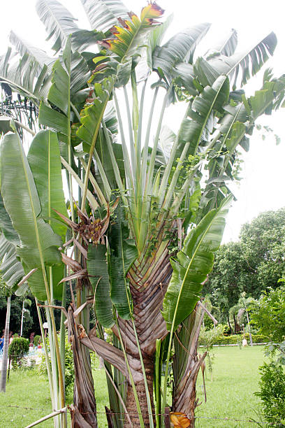 istock East-West palm (Ravenala madagascariensis) in an Indian garden. 2213301828