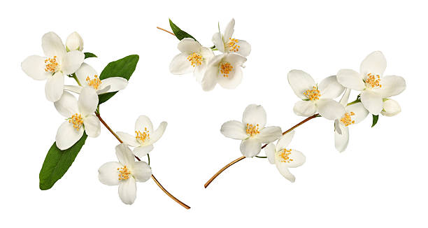 istock Branches of blooming jasmine  (Philadelphus coronarius) isolated on white background. 2213303103