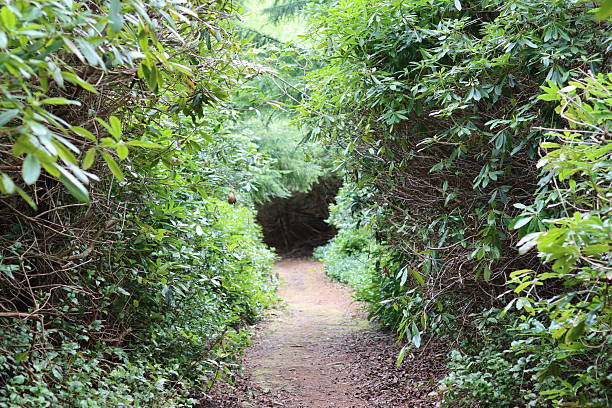 istock Countryside footpath surrounded by trees and thick hedges 2213303605