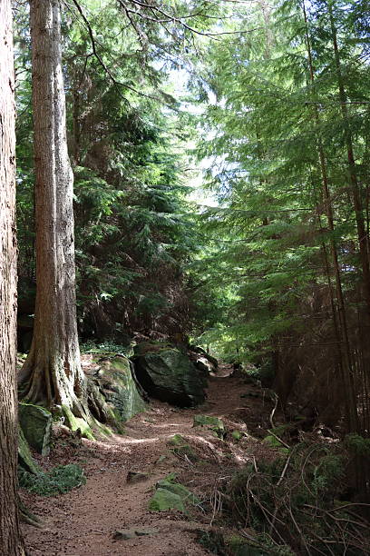 istock Peaceful woodland path in summer 2213303726