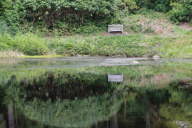 Bench reflected in a peaceful woodland pond