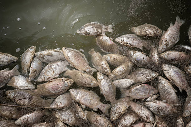 istock Dead fish in polluted water. Ecological disaster, global warming and catastrophe. Water pollution and global ecology problem 2213304813