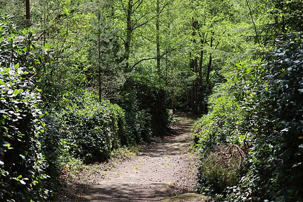 istock Countryside footpath surrounded by trees and thick hedges 2213305265