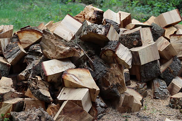 istock Stack of newly cut firewood drying in the open air 2213305269