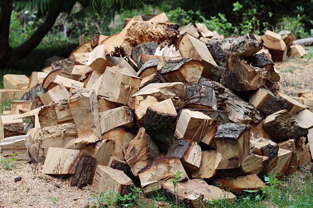Stack of newly cut firewood drying in the open air