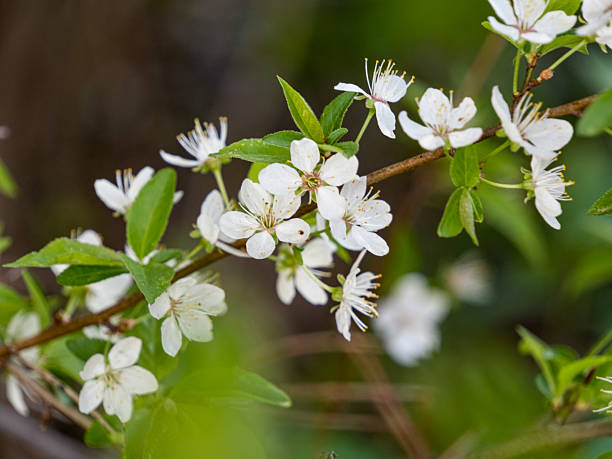 istock branch of blossoming apple tree, selective focus, close-up 2213308679