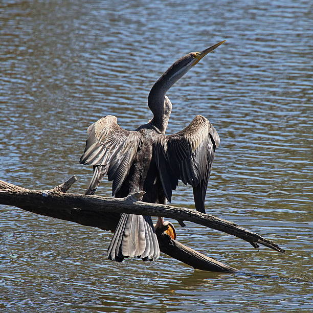 istock Australian darter on Heirisson Island in Perth, Western Australia, Australia 2213310886