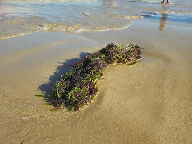 istock Extreme close-up of algae on the Shoreline 2213311684