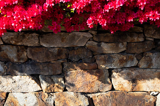 The red azalea flowers are in bloom.  .