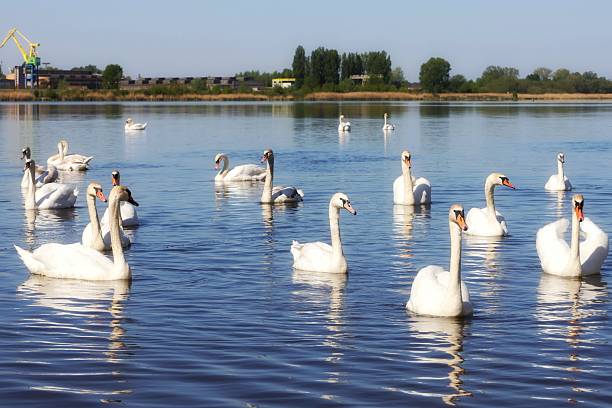 istock Swans on the Vistula 2213318726