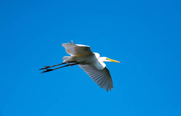 istock White Egret in Flight Amid Blue Sky. 2213319194
