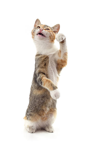 istock Cat standing on hind legs with front paw raised. 2213319210