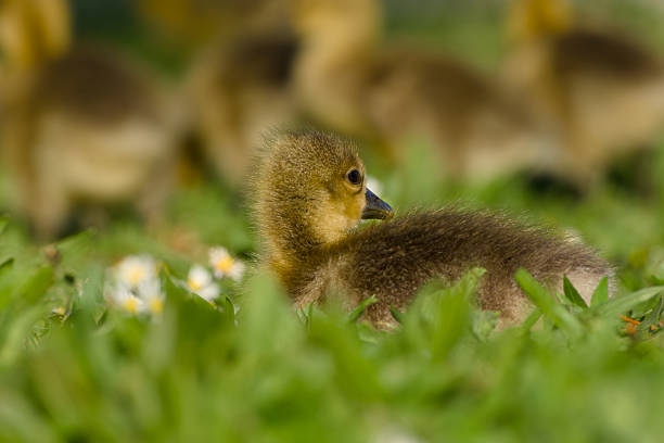 gosling of greylag goose is lying on the green meadow close-up