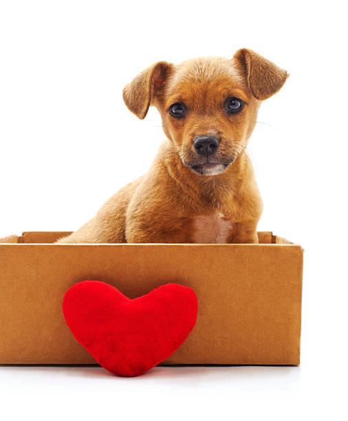istock Puppy in a box with a heart. 2213320015