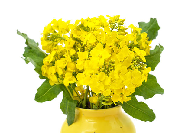 istock Yellow rapeseed flowers. 2213320364