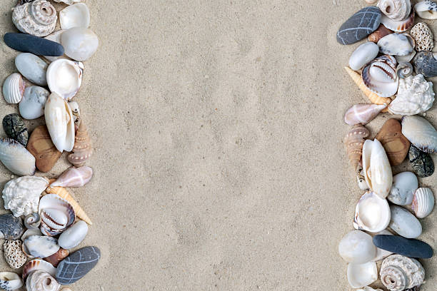 Seashells on sandy beach. Top view with copy space. Vacation, resort and recreation concept.