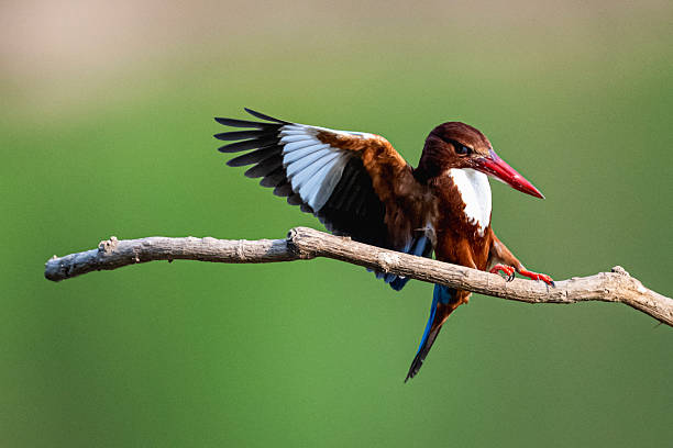 White-throated kingfisher landing on branch