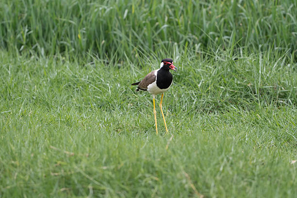 Bird wildlife photo. Focus concept. Individual concept. Bird photography. Back to nature hobby.