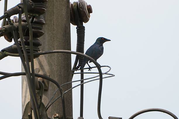 istock Asian Glossy Starling (Aplonis panayensis) perched on top of an electrical pole. 2213324179