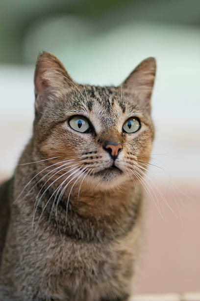 istock Tabby cat staring upwards close up. 2213324207