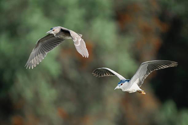 Two Black-crowned night heron flying in the sky