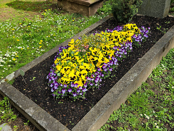 Well-maintained grave decorated with colorful pansies and a concrete border, photographed in springtime. Suitable for use in themes related to remembrance, grief, cemetery landscapes, or seasonal traditions like All Saints' Day or Memorial Day