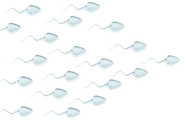 Sperm racing, concept. Sperm cells swim, moving sperms. 3D rendering isolated on white background